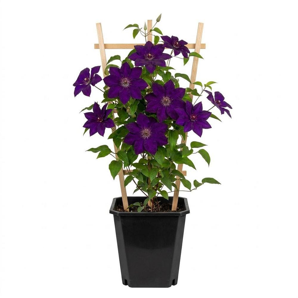 Bell Nursery 2 Gal. Jackmanii Clematis Live Flowering Perennial Vine