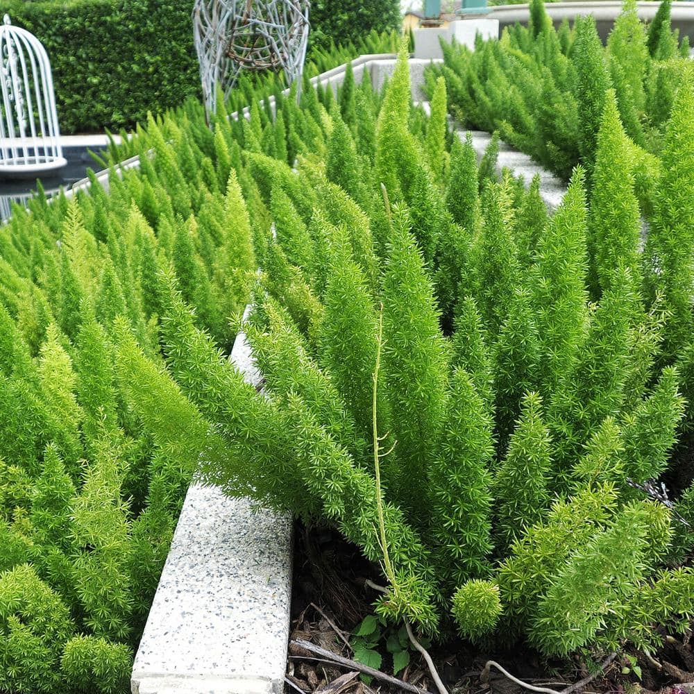 2.5 Quart Foxtail Fern in Black Plastic Pot