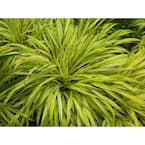 1 Gal. All Gold Japanese Forest Grass - a Bright Golden, Graceful Groundcover with Striking Color