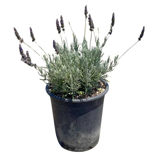 Alder & Oak #5 container 'Goodwin Creek' Grey French Lavender Plant