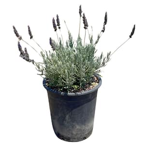 #5 container 'Goodwin Creek' Grey French Lavender Plant