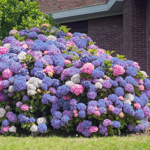 Image of Limelight hydrangea in a garden, with flowers in shades of pink and blue