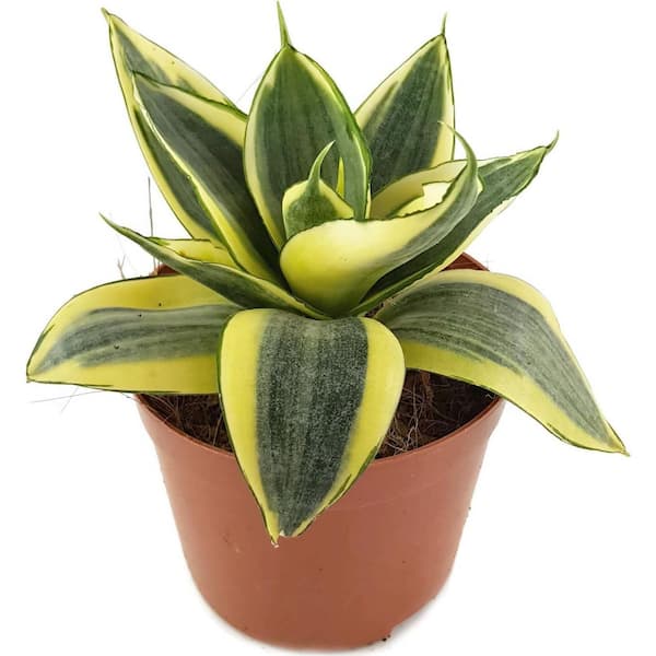 Birds Nest Snake Plant-3 Live Plants in 4 in. Growers Pots-Sansevieria Trifasciata Hahnii-Beautiful Houseplants