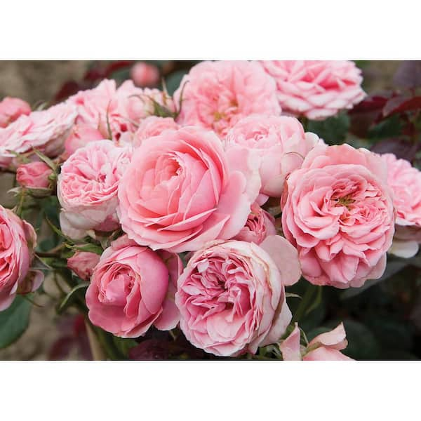 Sunblaze Bareroot Sunblaze Sweet Mini Rose Bush with Light Pink Flowers  (2-Pack) HD1489 - The Home Depot