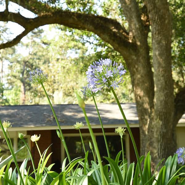 Blue Flowering Agapanthus Shrub in 1 Gal. Grower's Pot THD00005 - The Home  Depot