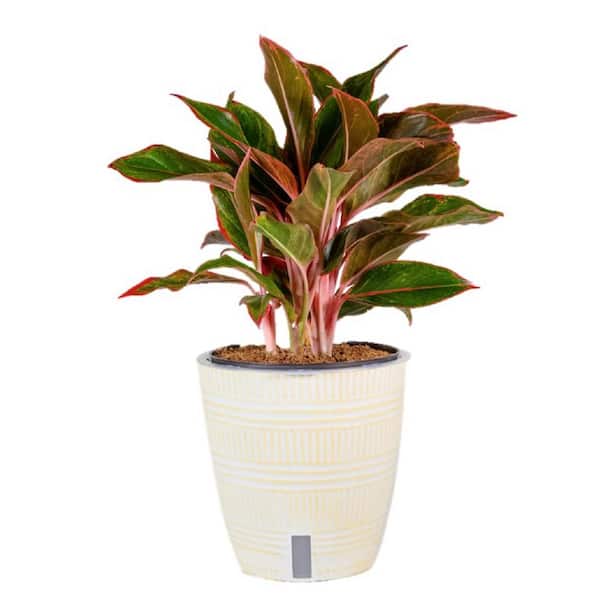 WICK & GROW 6 in. Wick and Grow Aglaonema Plant in Deco Pot