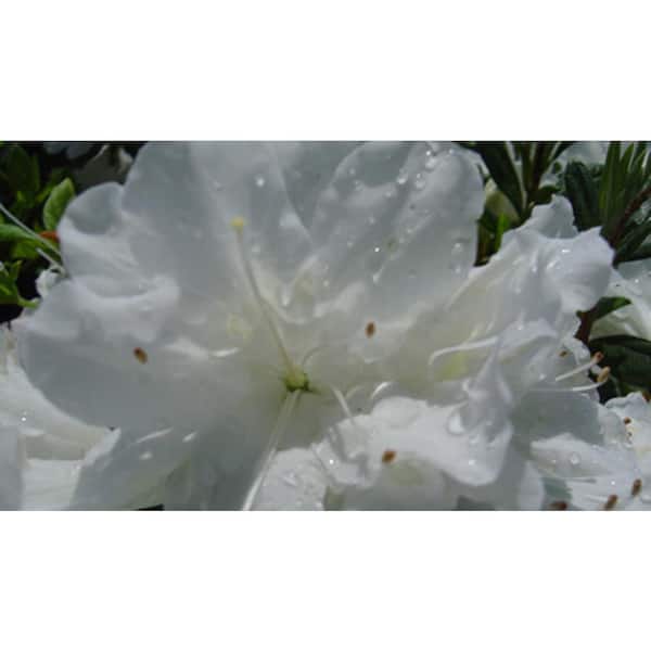 national PLANT NETWORK 2.25 Gal. HH Hume Azalea Plant with Red Blooms