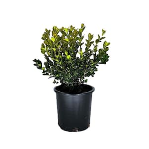 2.5 qt. Winter Gem Boxwood (Buxus microphylla Var. Japonica 'Winter Gem') Evergreen Shrub 6-Pack