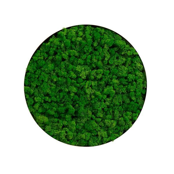 Unbranded Hot Sale Metal Framed Round Moss Wall Decor Art Print 24 in. x 24 in. Only the Large Pc