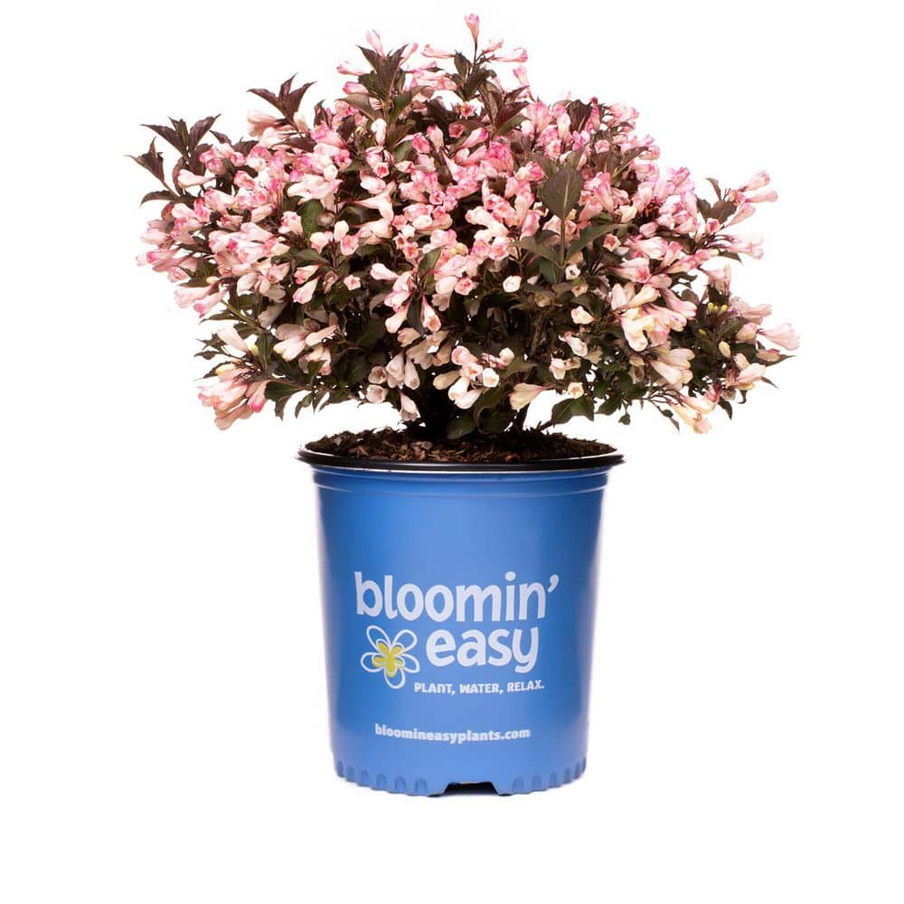 2 Gal. Pot, Afterglow White and Pink Flowering Weigela Bush Potted Shrub (1-Pack) price history on PriceWatchPro