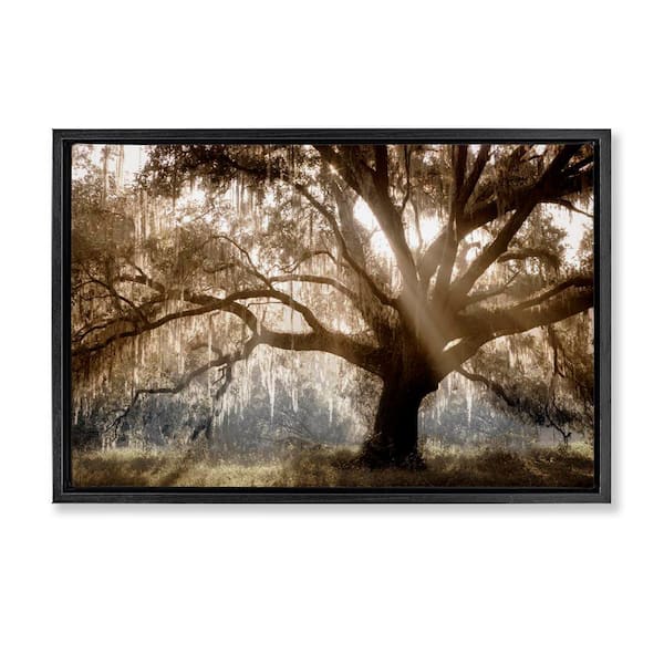 Sun Streak Through Tree by Danita Delimont Black Floater Frame Nature Graphic Art Print 21 in. x 31 in.