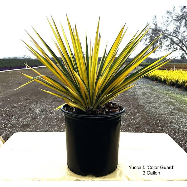 2.5 qt. Color Guard Yucca Live Shrub with Cream and Yellow