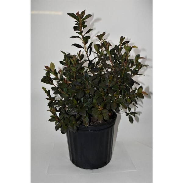Unbranded 3G Azalea Formosa Flowering Shrub Lavender