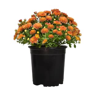 Bronze Mum Chrysanthemum Garden Outdoor Plant in 2.5 qt. Grower Pot