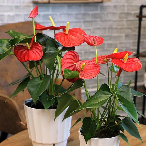 House plant with red flowers sales