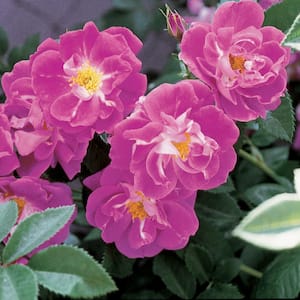 William Baffin Climbing Rose, Dormant Bare Root Plant with Pink Flowers (1-Pack)