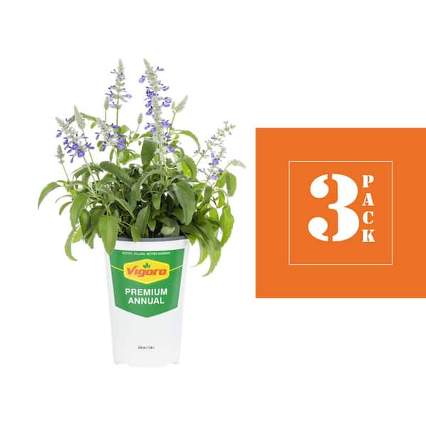 Vigoro 2 qt. Salvia Cathedral Blue and White Bicolor Annual Plant