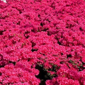 1 Gal. National Beauty Azalea Live Flowering Evergreen Shrub, Pink Flowers