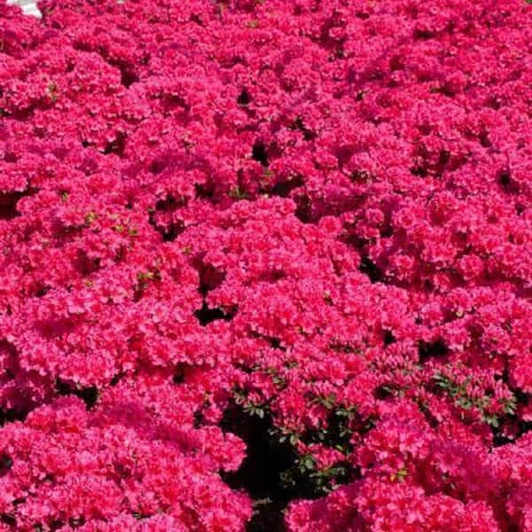 BELL NURSERY 1 Gal. National Beauty Azalea Live Flowering Evergreen Shrub, Pink Flowers