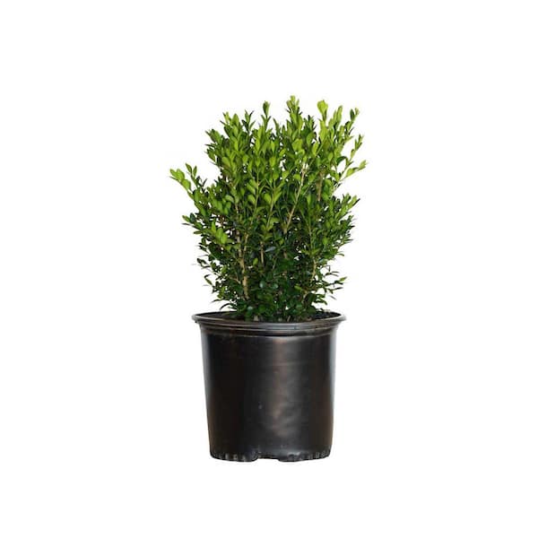 2.5 Gal - Green Velvet Boxwood Shrub (Buxus) with Cold-Hardy and Deer-Resistant Leaves