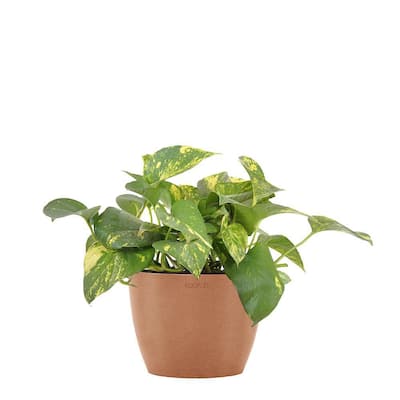 ALTMAN PLANTS 4.25 in. Pothos Golden Petite (Solo) 0872696 - The Home Depot