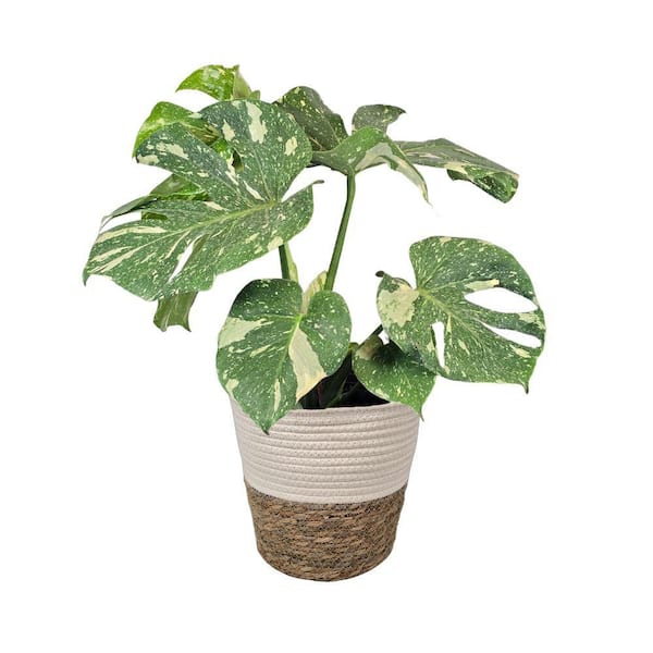 1.5 Gal. Thai Constellation (Monstera deliciosa) Live Indoor Plant in 9.25 in. Designer Deco Pot
