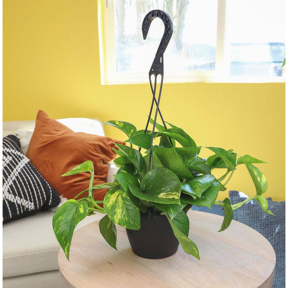 Golden Pothos Indoor Plant in Brown Plastic Hanging Basket