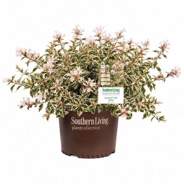 SOUTHERN LIVING 2 Gal. Suntastic Pink Abelia with Petite White