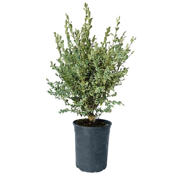 Unbranded 1 Gal. Variegated Boxwood with Green and Creamy White Foliage
