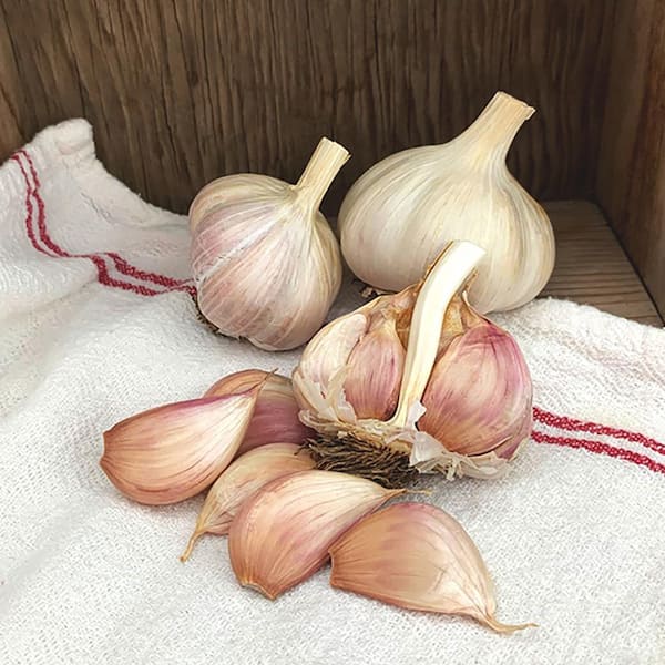 VAN ZYVERDEN Garlic Purple Creole Set of 3 Cloves