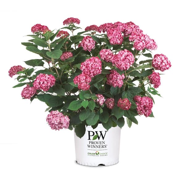 PROVEN WINNERS 2 Gal. Invincibelle Ruby Hydrangea Shrub with Ruby Red and Pink Silvery Blooms