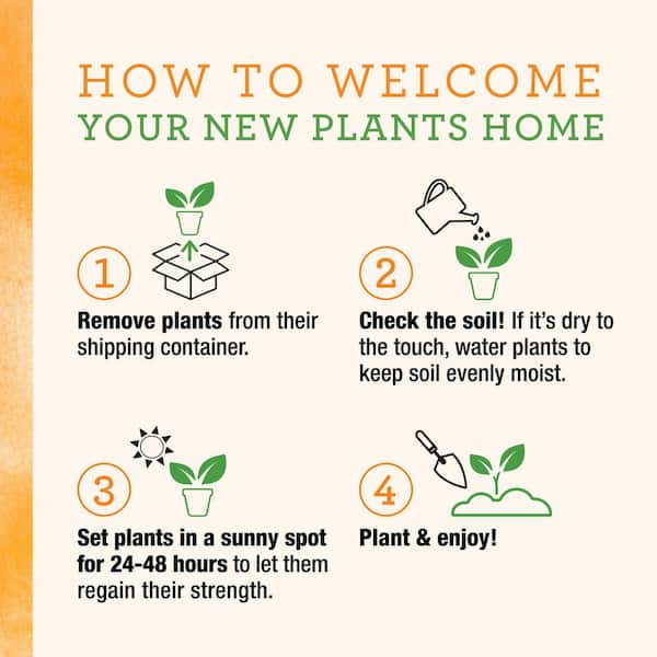 BONNIE PLANTS HARVEST SELECT 25 oz. Little Napoli Roma Tomato (2