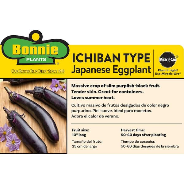 japanese eggplant plant care