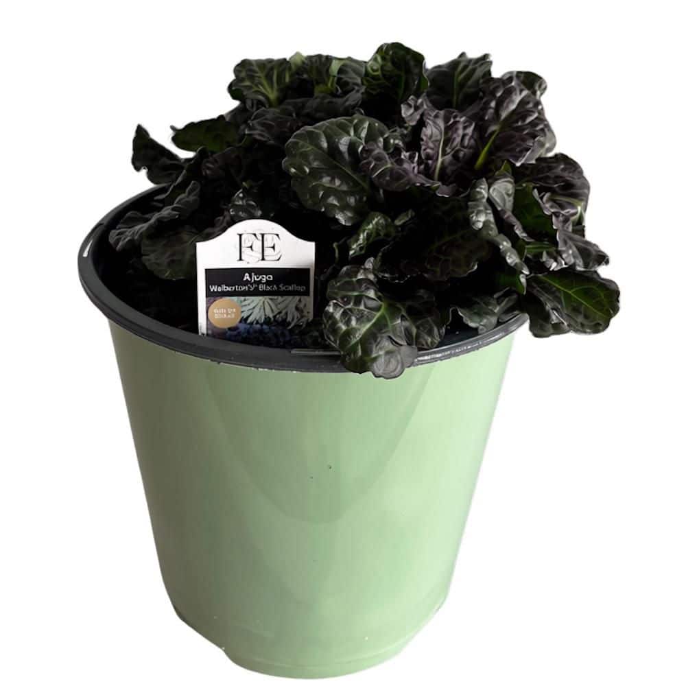 1 gal. Black Scallop Carpet Bugleweed (Ajuga) Perennial Plant with Blue Flowers price history on PriceWatchPro