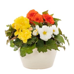 1 Gal. Begonia Mix in Decorative Color Bowl Annual Plant (1-Pack)