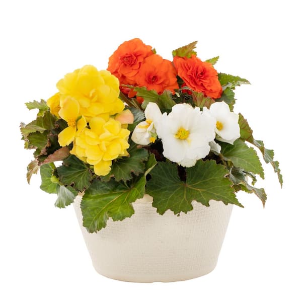 METROLINA GREENHOUSES 1 Gal. Begonia Mix in Decorative Color Bowl Annual Plant (1-Pack)