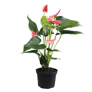 Pink Flamingo Flower Anthurium (Approx 17-19 in. Tall), 6 in. Grower Pot, Easy Care Low Maintenance Live Indoor Plant