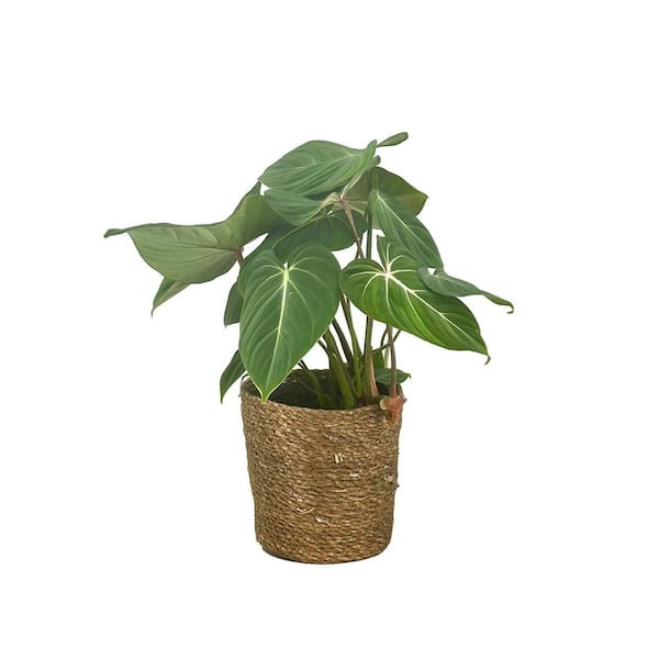 Philodendron Prismacolor Gloriosum Indoor Plant in 7 in. Wicker Jute Basket