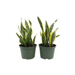 1.5 Qt. Sansevieria Superba Snake Plant in 6 in. Grower Pot (2-Pack)