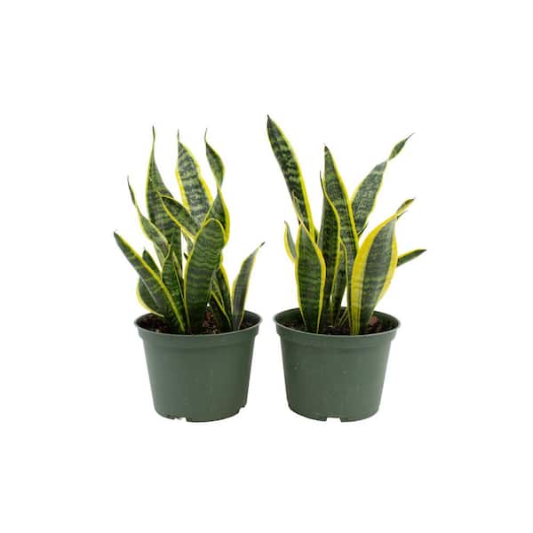1.5 Qt. Sansevieria Superba Snake Plant in 6 in. Grower Pot (2-Pack)