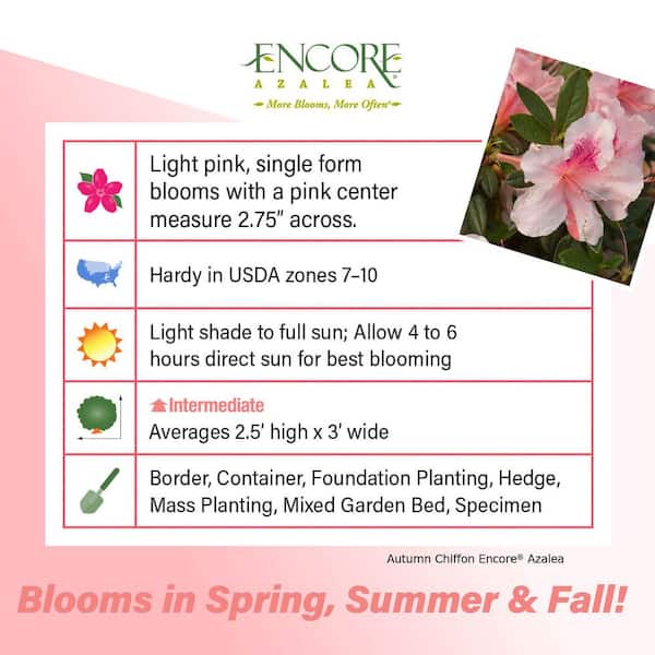1 Gal. Autumn Chiffon Azalea Shrub with Bicolor White and Magenta-Pink Flowers - Low-Maintenance Small Evergreen Bush