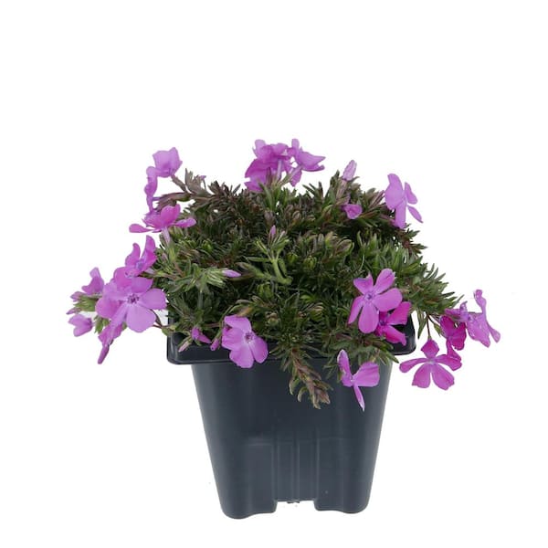 Unbranded Perennial Phlox Subulata McDaniels Cushion 1.0 Qt. - 2-Pack