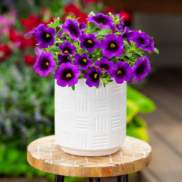 METROLINA GREENHOUSES 1.5 Pt. Calibrachoa Million Bells Superbells Grape  Punch Purple Bicolor Annual Plant (5-Pack) 78843 - The Home Depot