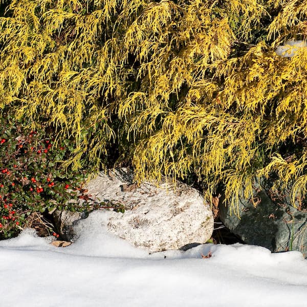 national PLANT NETWORK 1 Gal. Cypress Gold Mop Shrub (40-Pack