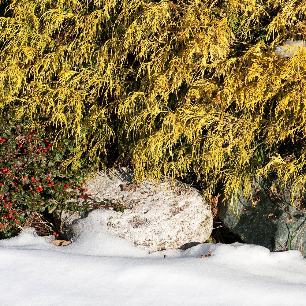 Gold Mop Cypress Evergreen Shrub in #1 Container