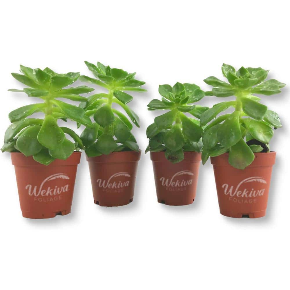 Echeveria Letizia-4 Live Starter Plants in 2 in. Growers Pots-Rare and Colorful Compact Easy Care Succulent price history on PriceWatchPro