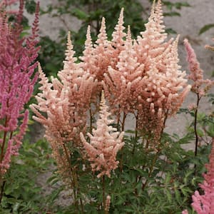 Astilbe Exclusive Sara's Coral (Set of 5 Roots)