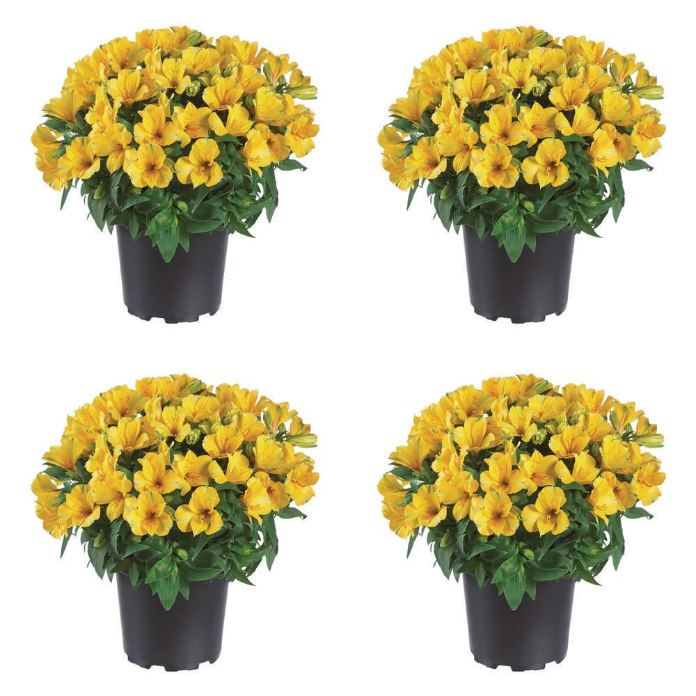 Unbranded. 2.5 qt. Alstroemeria 'Colorita Lisa' Perennial Plant