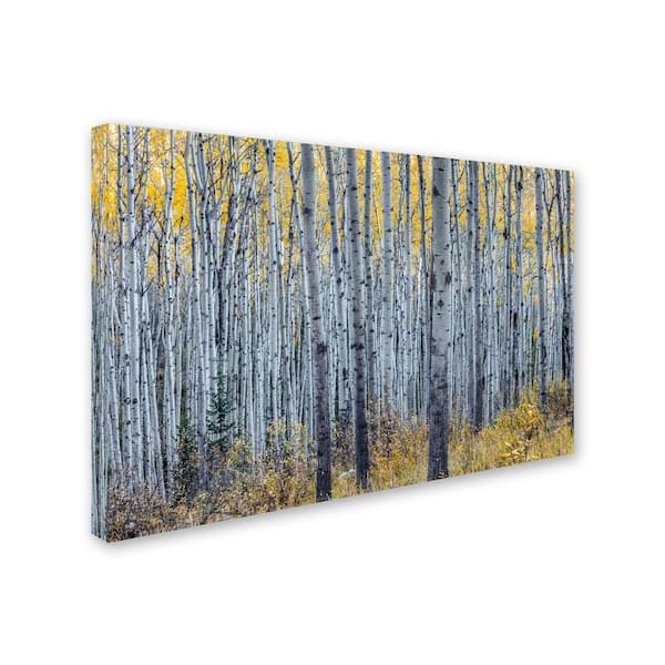 Trademark Fine Art Forest of Aspen Trees by Pierre Leclerc Floater