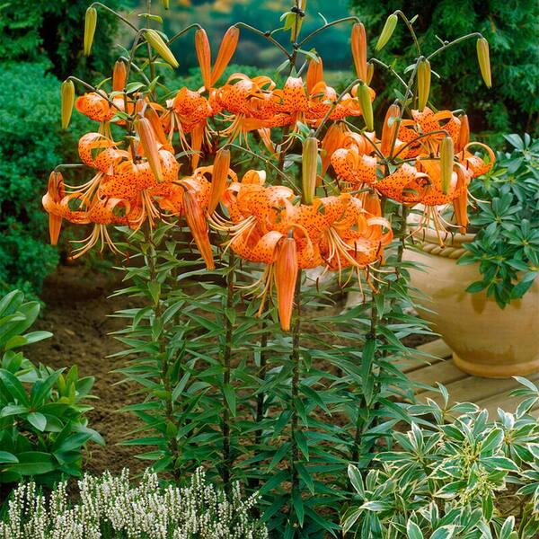 Buy Splendens Orange Tiger Lily Plants, Free Shipping